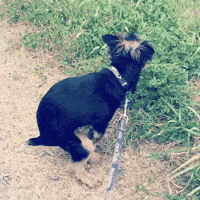 Dog Poop GIF by Shelly Saves the Day