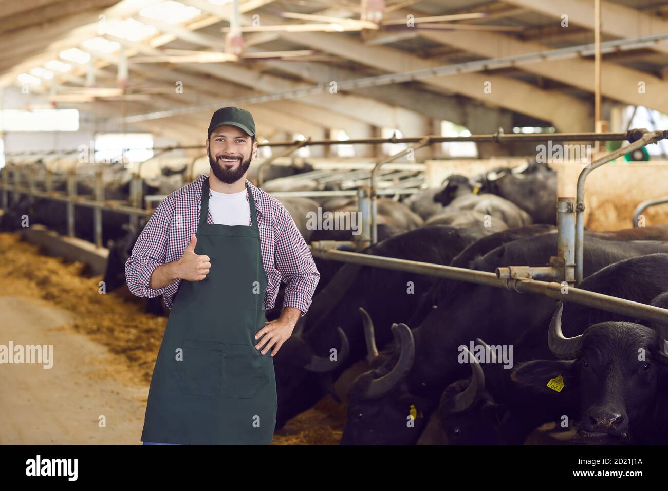 happy-farmer-giving-thumbs-up-standing-in-barn-near-stables-with-black-buffalos-2D21J1A.jpg