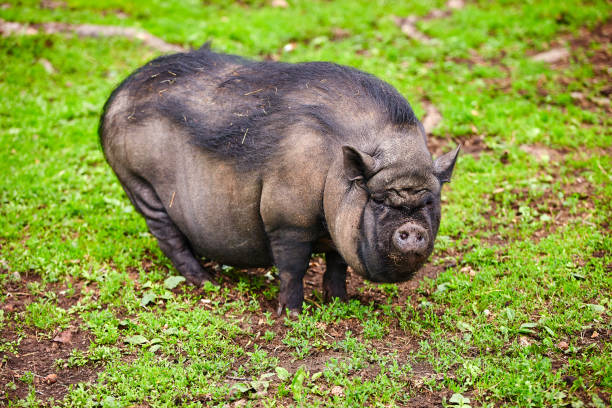 vietnamese-potbellied-pigs-graze-on-a-lawn-with-fresh-green-grass-the-picture-id1270542548