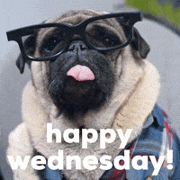 Wednesday Morning Dog GIF by Sealed With A GIF
