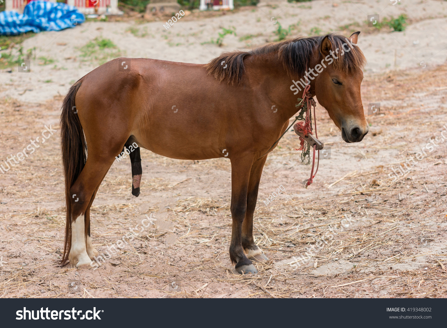 stock-photo-penis-of-horse-419348002.jpg