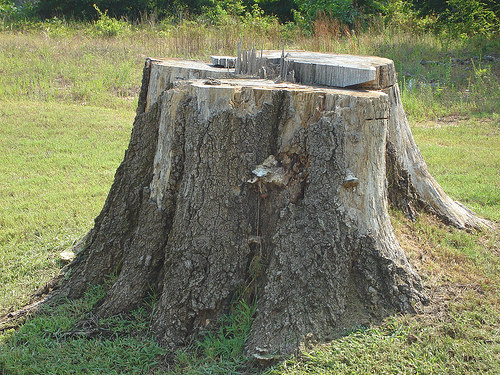 how-to-naturally-kill-tree-stump-1_mini.jpg