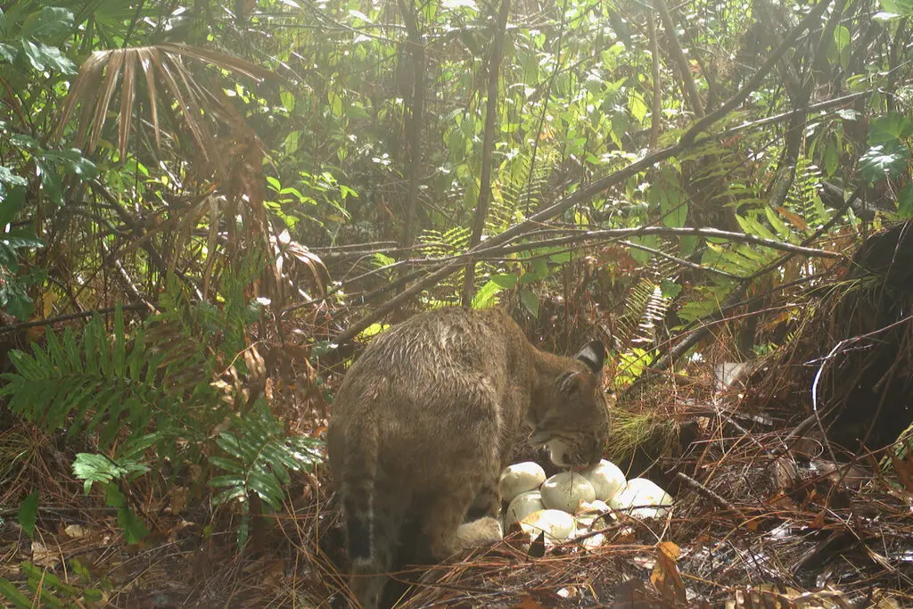 The bobcat eating the eggs.