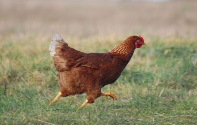 3-legged-hen-chicken.jpg