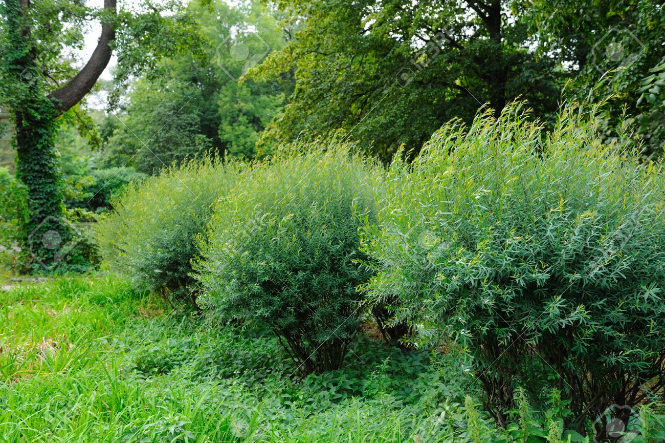 3783956-row-of-green-bushes-in-a-park.jpg