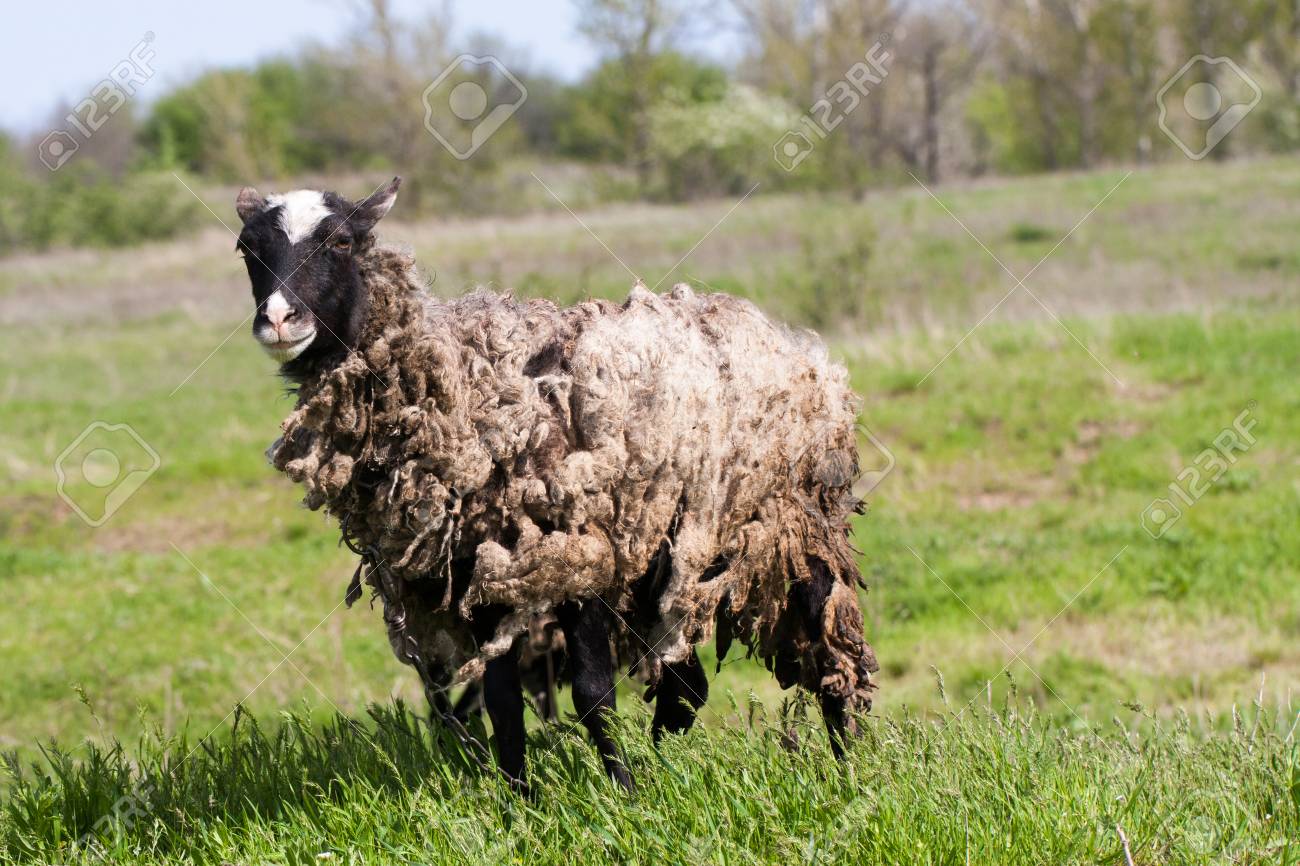 80197083-sheep-with-dirty-wool-grazing-in-a-meadow.jpg